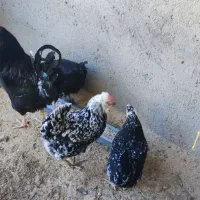 پرنده|حیوانات مزرعه|رزن, |دیوار