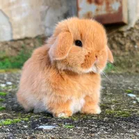 خرگوش لوپ گرینلندی|موش و خرگوش|سنندج, |دیوار