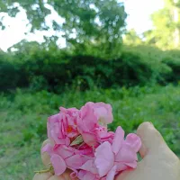 باغچه و تفرجگاه ویلایی