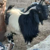 بز نر فروشی