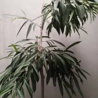 درخچه بنجامین