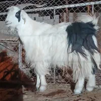 یه تیشتر نر چاق با یه بز دوماه بر خورده آبستن