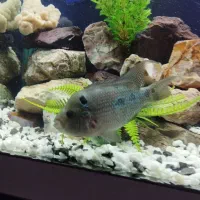 ماهی فلاور گوشتخوار|ماهی|کرمانشاه, |دیوار