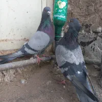 نروماده سبزکاشونی،حسابی بشرط|پرنده|برخوار, |دیوار