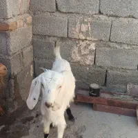 گتاچ دوقلو زا نسل دار زیر قیمت بازار|حیوانات مزرعه|ایرانشهر, |دیوار