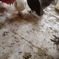 سه عدد مرغ شاخدار|حیوانات مزرعه|تهران, هفده شهریور|دیوار