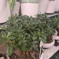گل و گیاه  آپارتمانی لوکس