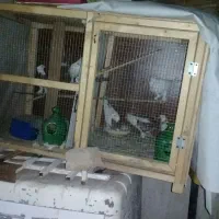 قفس کجه گنجه بزرگ