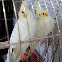 ۲عدد عروس هلندی با قفس تاب و نردبان فقط ۲نیم|پرنده|نسیم‌شهر, |دیوار