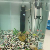 آکواریوم شیشه خم بزرگ  با ماهی و‌لوازم|ماهی|مشهد, مشکینی (شهرک غرب)|دیوار