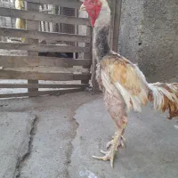 خروس لاری جوجه گذار