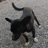 سگ پا کوتاه مشکی ماده