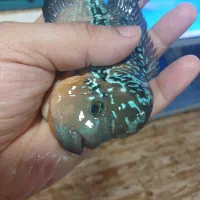 فلاور واکواریوم