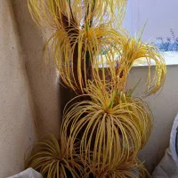 گل بلند تزئینی