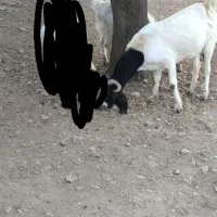 بز پاکستانی