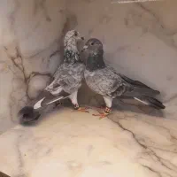 کفتر قره زرد بزک طوقی هفت رنگ ساده کاکلی|پرنده|مشهد, قائم|دیوار