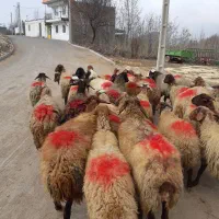 ۲۰راس گوسفندداشتی یکی بره دارمابقی آبستن مایه کردن