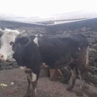 فروش گاو گوشتی دوم شکم