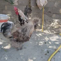 ابریشمی