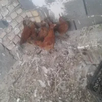جوجه خوروس