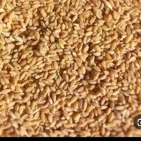 گندم بوجاری شده و جو