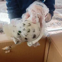 دو عدد کوتر ۵۰۰هزار