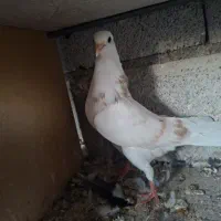 کبوتر جوجه|پرنده|ماکو, |دیوار