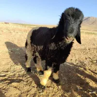 بره نر|حیوانات مزرعه|بوئین و میاندشت, |دیوار
