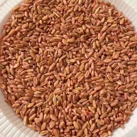 فروش بذر گندم افتاب و سیروان،دهدشت،شبرنگ