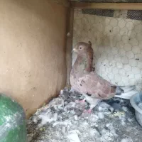 کبوتر رنگی دورگ تک پر