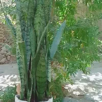 گل سانسوری و گل کاکتوس|گل و گیاه طبیعی|چناران, |دیوار