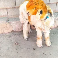 یک راس کوه قوچ داشتی به قیمت گوشت(بره.بز.میش)