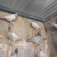 دسته طاووسی