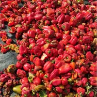 فلفل پاپریکا|عمدهفروشی|کوار, |دیوار