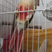 گرینچیک|پرنده|مشهد, هفت تیر (نه دره)|دیوار