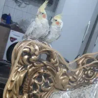 عروس هلندی|پرنده|اهواز, کوروش|دیوار