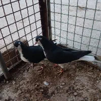 کبوتر رنگه ساده طوقی کله|پرنده|مشهد, عیدگاه|دیوار