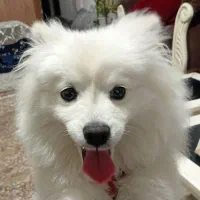 سگ پامرین ماده حرف گوش کن