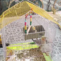 عروس هلندی|پرنده|گرمسار, |دیوار