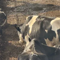 استخدام دردامدری