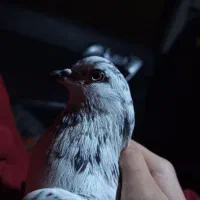 کبوتر پیدا شده