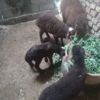 بره نر و ماده همو و هترو