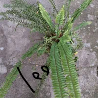 انواع گل و گیاه مناسب روز مادر|گل و گیاه طبیعی|رشت, بیجارپس|دیوار