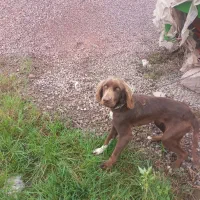 توله شکاری ماده|سگ|سیاهکل, |دیوار