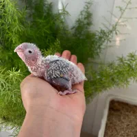 فروش جوجه سرلاکی گیرینچیک|پرنده|شیراز, کیان آباد|دیوار