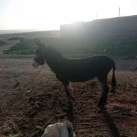 خر نر|حیوانات مزرعه|زیرکوه, |دیوار