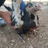 مرغ گلین و لری|حیوانات مزرعه|فولادشهر, A3|دیوار