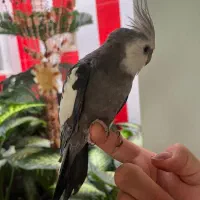 عروس هلندی وایت فیس سخنگو|پرنده|آذرشهر, |دیوار