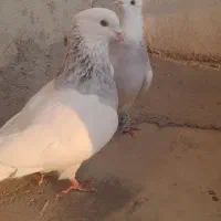 کبوتر رنگی جفتی و تکی|پرنده|مینودشت, |دیوار