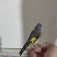 سهره نر گل انداخته|پرنده|ساوه, |دیوار